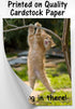 Hang in There Cat Poster, 11 x 14 Inch, Premium Cardstock, Funny Motivational Decor for Home or Office