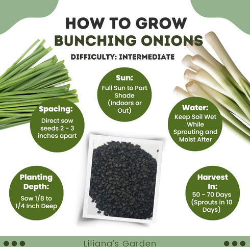 Liliana's Garden Pack 50 Bunching Onion Mix Bunching Onion Seeds Fast-Growing Bunching Onions Red, Long White