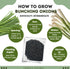 Liliana's Garden Pack 50 Bunching Onion Mix Bunching Onion Seeds Fast-Growing Bunching Onions Red, Long White