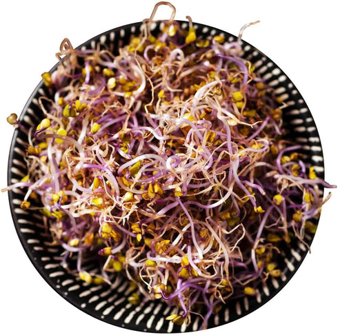 1 Todd's Seeds Red Russian Kale Seed - Pound
