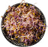 1 Todd's Seeds Red Russian Kale Seed - Pound