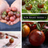 Packet (1) Sow Right Seeds - Black Cherry Tomato Seeds for Planting - Non-GMO Heirloom with Instructions to Plant a