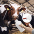 USUNFARM 2 Screw Nipple Calf Feeding Device Quart, Calf Feeding Bottle with Rubber Nipple & Cap, Handle Milk Pot Calf