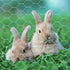 20GA 24 inches 50 1 inch Galvanized Hexagonal Poultry Netting Chicken Wire x feet x Mesh