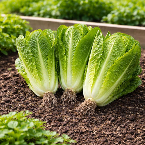 Sunutri Seeds Parris Island Romaine Lettuce Seeds Crisp Upright Heads, Heat-Tolerant Heirloom Variety for Home Gardens
