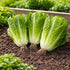 Sunutri Seeds Parris Island Romaine Lettuce Seeds Crisp Upright Heads, Heat-Tolerant Heirloom Variety for Home Gardens
