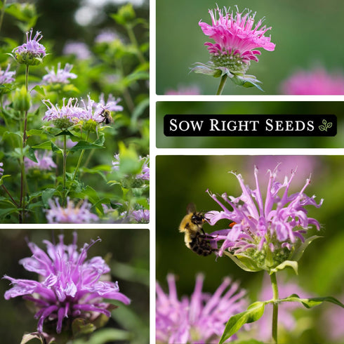 Packet (1) Sow Right Seeds - Bergamot (Bee Balm) Flower Seeds for Planting - Beautiful Flowers to Plant in Your Home