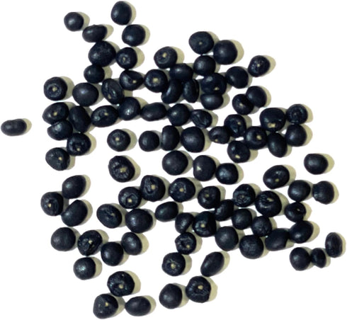 (5 Packs) Seed Needs Asparagus Seeds for Planting Mary Washington Asparagus - Non-GMO Heirloom & Untreated Perennial