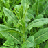 50 Wild Lettuce Seeds (Lactuca virosa) Heirloom - Non GMO - Open Pollinated