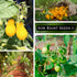Packet (1) Sow Right Seeds - Yellow Pear Tomato Seeds for Planting - Non-GMO Heirloom with Instructions to Plant a Home