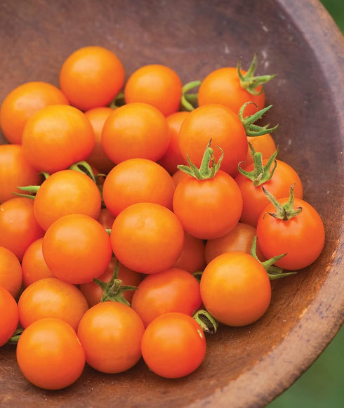 30 Burpee 'Sun Gold' Hybrid, Sweet Orange Cherry Tomatoes, Non-GMO Seeds