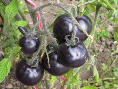 Fertile Ukraine Seeds Seeds Rare Tomato Indigo Rose American Blue Medium Vegetable for Planting Heirloom Non GMO