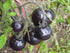 Fertile Ukraine Seeds Seeds Rare Tomato Indigo Rose American Blue Medium Vegetable for Planting Heirloom Non GMO