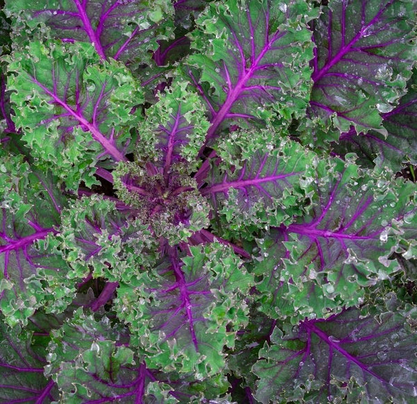 Axel's Garden Seeds Red Russian Kale Seeds for Planting Plant & Grow Heirloom Non GMO