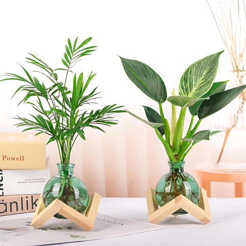 HymoConn Bulb Plant Propagation Station Propagation Vases for Plants Glass Terrariums Vases with Wooden Stand