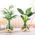 HymoConn Bulb Plant Propagation Station Propagation Vases for Plants Glass Terrariums Vases with Wooden Stand