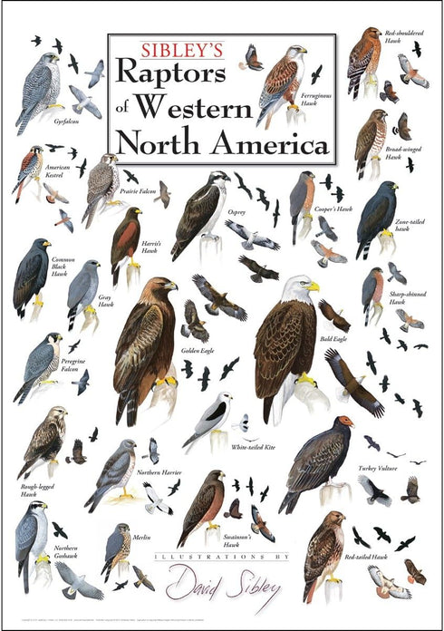 Poster - Sibley's Raptors of Western North America