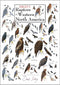 Poster - Sibley's Raptors of Western North America