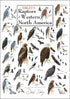 Poster - Sibley's Raptors of Western North America