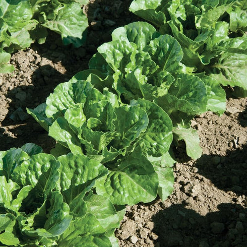 Generic 500+ Organic Romaine Lettuce Seeds Seeds