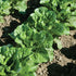 Generic 500+ Organic Romaine Lettuce Seeds Seeds