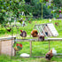 WaiLaDi Hanging Chicken Feeder,Chicken Toys for Coop, Foldable Poultry Vegetable Fruits Feeder Basket with Shepherd's