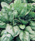 Spinach Seed, Giant Nobel, Heirloom, Non GMO, 20 Seeds, Salad Spinach, Country