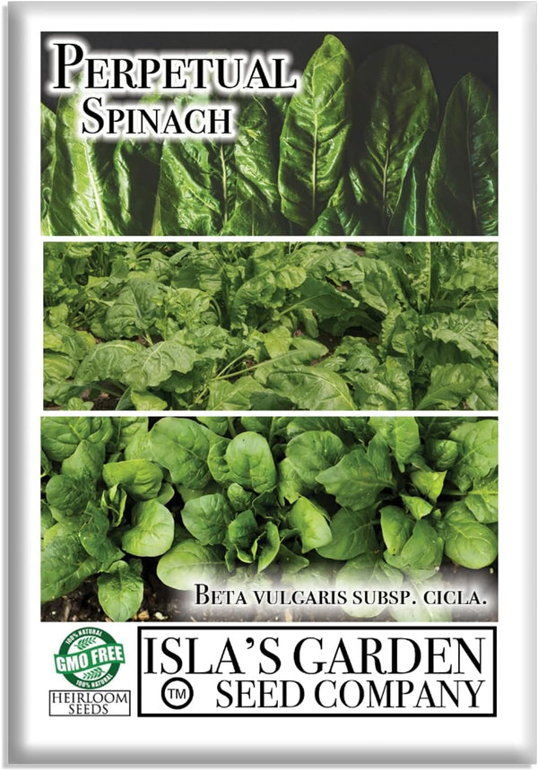 Perpetual Spinach Seeds for Planting, 300+ Heirloom Seeds Per Packet, (Isla's Garden