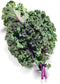 Todd's Seeds Red Russian Kale Seed - 1 Pound