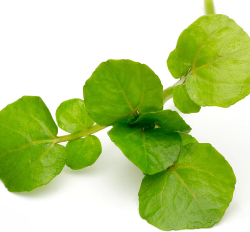 (2 Packs) Seed Needs Watercress Seeds for Planting Nasturtium officinale - Non-GMO Heirloom & Untreated - Plant Your
