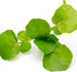 (2 Packs) Seed Needs Watercress Seeds for Planting Nasturtium officinale - Non-GMO Heirloom & Untreated - Plant Your