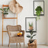 SUNLITOPTO (2 PACK(BLACK)) Plant Wall Shelf, Metal Modern Style Frame, Picture Wall Plant Holder, Plant Frames