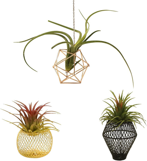 ROJAX Pack of 3 Air Plant Metal Stand, Black, Rose Gold, Indoor/Outdoor, 3