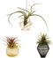 ROJAX Pack of 3 Air Plant Metal Stand, Black, Rose Gold, Indoor/Outdoor, 3