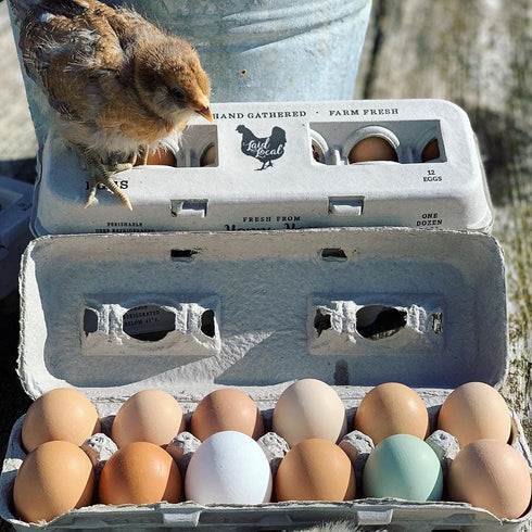 25 (25, Egg Cartons- Adorable Printed Vintage Design for Farm Fresh Eggs, Recycled Paper Cardboard, Sturdy & Reusable