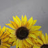 Rustic Farmhouse Shower Curtain - Yellow and Gray Fabric Floral Sunflower Shower Curtain with Hooks, 72X72 inch