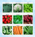 Apexmode Premium Winter Vegetable Seeds Collection for Planting Organic Non-GMO Heirloom Seeds Radish,