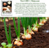 300+ Texas Early Grano Onion Seeds (Allium cepa) Non-GMO Heirloom Seeds by Islas Garden Seeds, Sweet Short-Day Onion