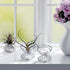 6 Shappy Pieces Air Plant Holder Air Plant Live Holders Outdoor Stainless Steel Tillandsia Base Container Display Rack