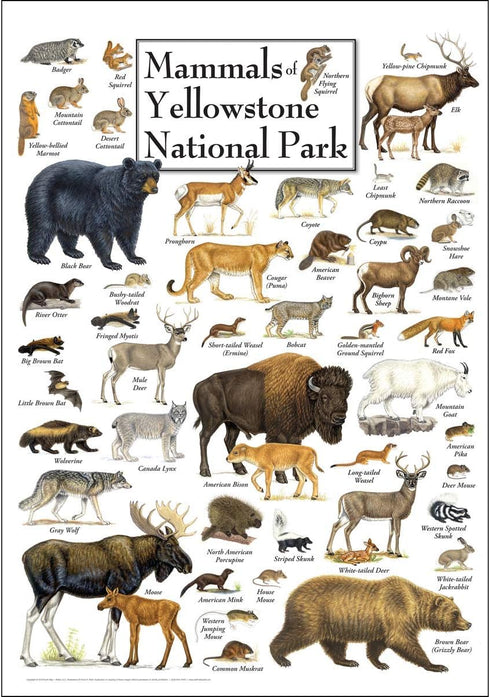 Earth Sky + Water - Mammals of Yellowstone National Park Poster