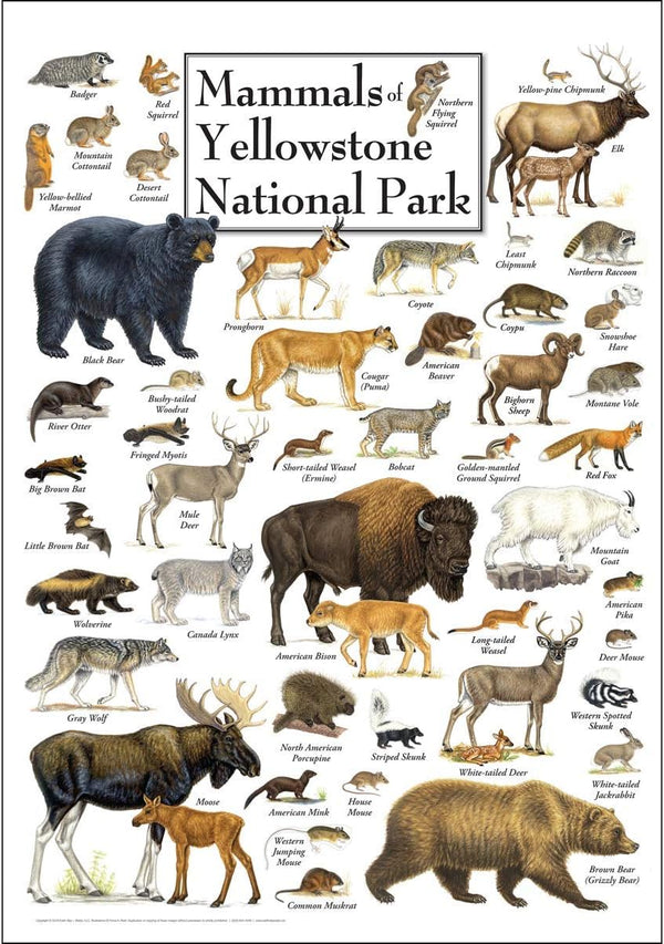Earth Sky + Water - Mammals of Yellowstone National Park Poster