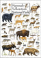 Earth Sky + Water - Mammals of Yellowstone National Park Poster