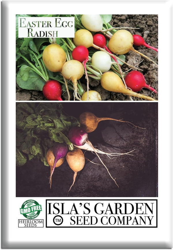 Easter Egg Radish Seeds (Raphanus sativus) 250+ Non GMO & Heirloom Seeds