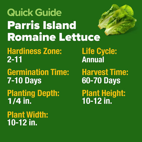 Pack, 7000+ HOME GROWN Romaine Lettuce Seeds, Paris Island Bulk Lettuce Seeds for Planting, High Germination Heirloom