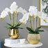 FagusHome 6 PCS Green Artificial Phalaenopsis Orchids Leaves, Faux Orchids Leaf 11 Inches