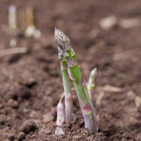 (5 Packs) Seed Needs Asparagus Seeds for Planting Mary Washington Asparagus - Non-GMO Heirloom & Untreated Perennial