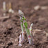 (5 Packs) Seed Needs Asparagus Seeds for Planting Mary Washington Asparagus - Non-GMO Heirloom & Untreated Perennial