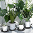 15 12 inch Tlence PCS Plant Level Pot Elevator, Plastic Potted Plant Stands, Large Patio Planter Riser Holder, Deck
