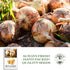 750+ Bulbs, Yellow Sweet Spanish Onion Seeds (Allium cepa) Non-GMO Heirloom Seeds by Islas Garden Seeds, Mild & Sweet
