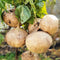 200+ Seed Sweet Jicama for Planting Organic for Planting in Your Home